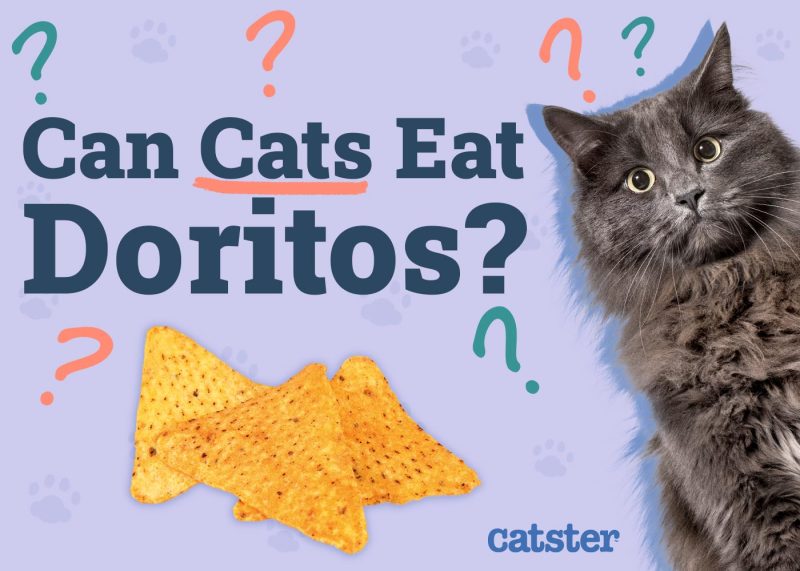 Can Cats Eat Doritos