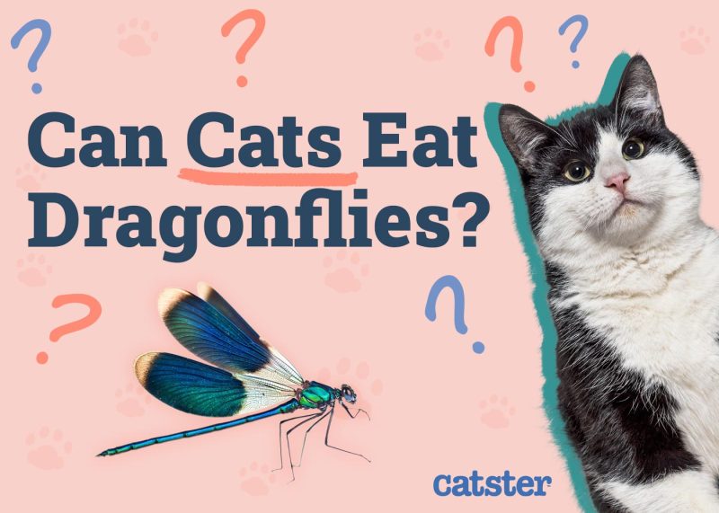 Can Cats Eat Dragonflies