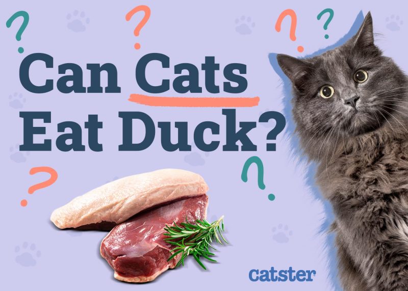 Can you give a cat raw meat online
