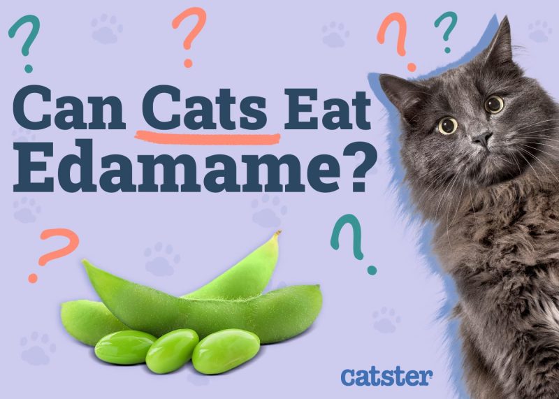 Can Cats Eat Edamame