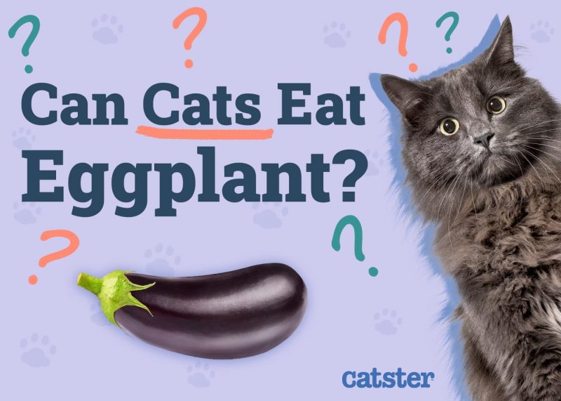 Can Cats Eat Eggplant
