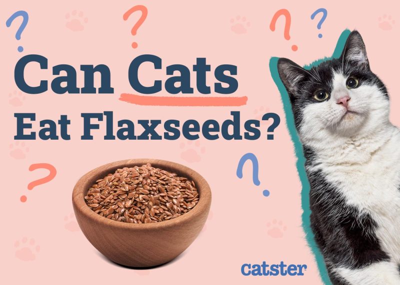 Can Cats Eat Flaxseeds