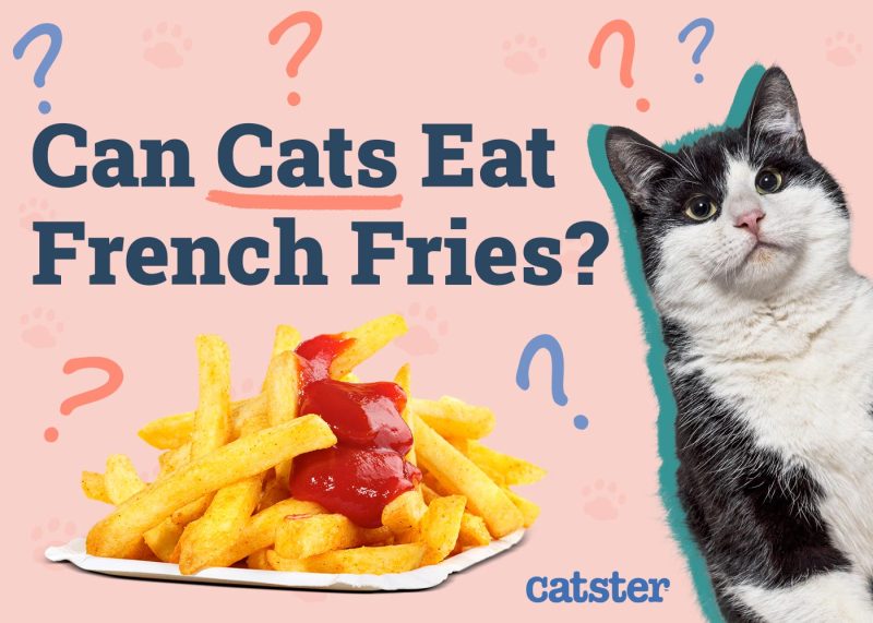 Can Cats Eat French Fries