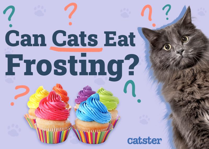 Can Cats Eat Frosting