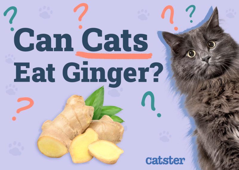 Can Cats Eat Ginger