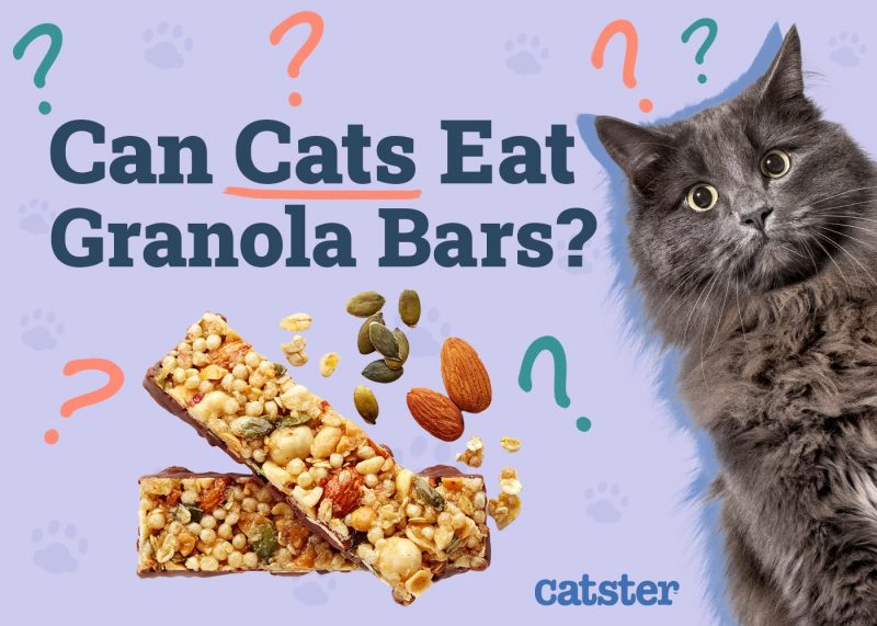 Can Cats Eat Granola Bars