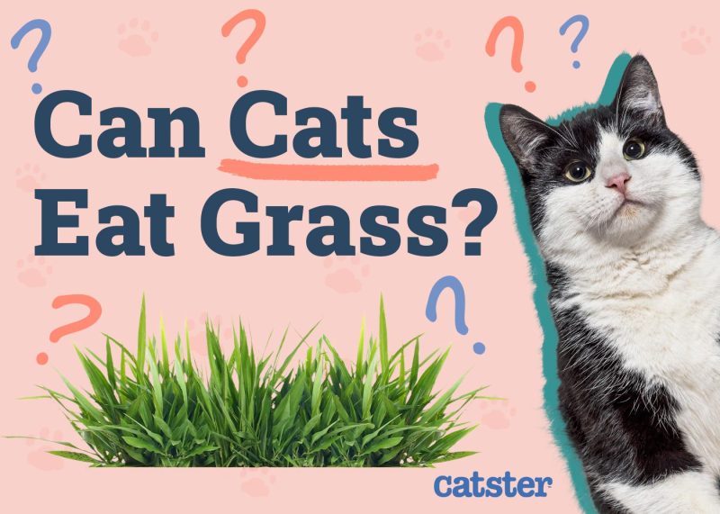 Can Cats Eat Grass