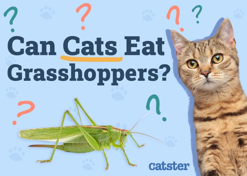 Can Cats Eat Grasshoppers
