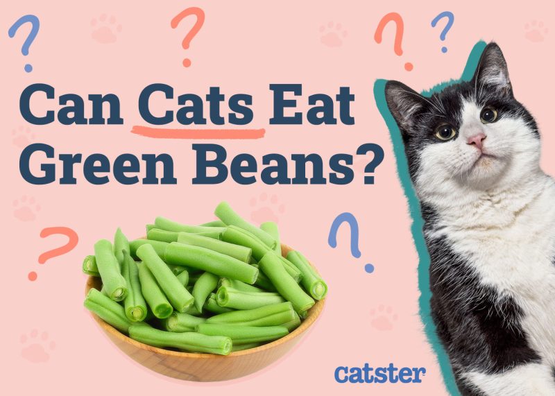 Can Cats Eat Green Beans
