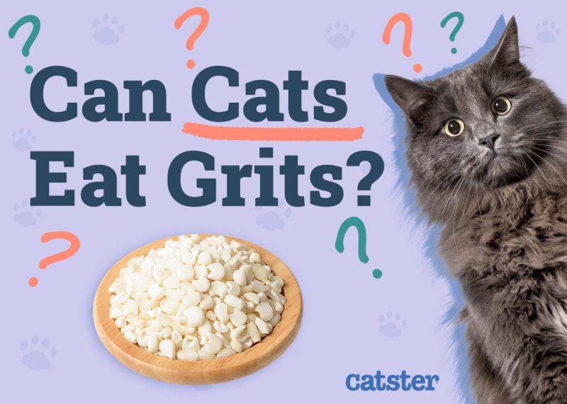 Can Cats Eat Grits