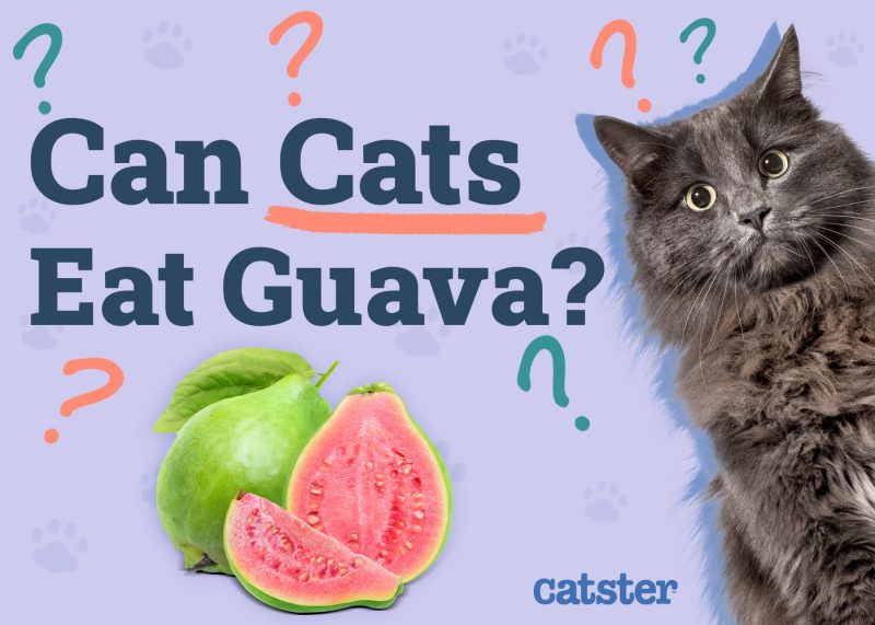 Can Cats Eat Guava
