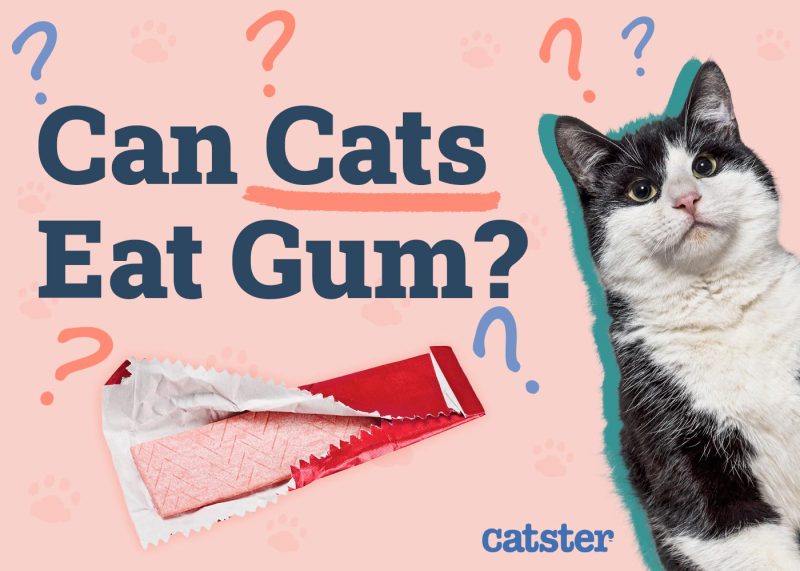 Can Cats Eat Gum