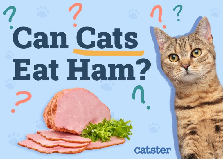 Can Cats Eat Ham? Vet-Approved Health Benefits & FAQ - Catster