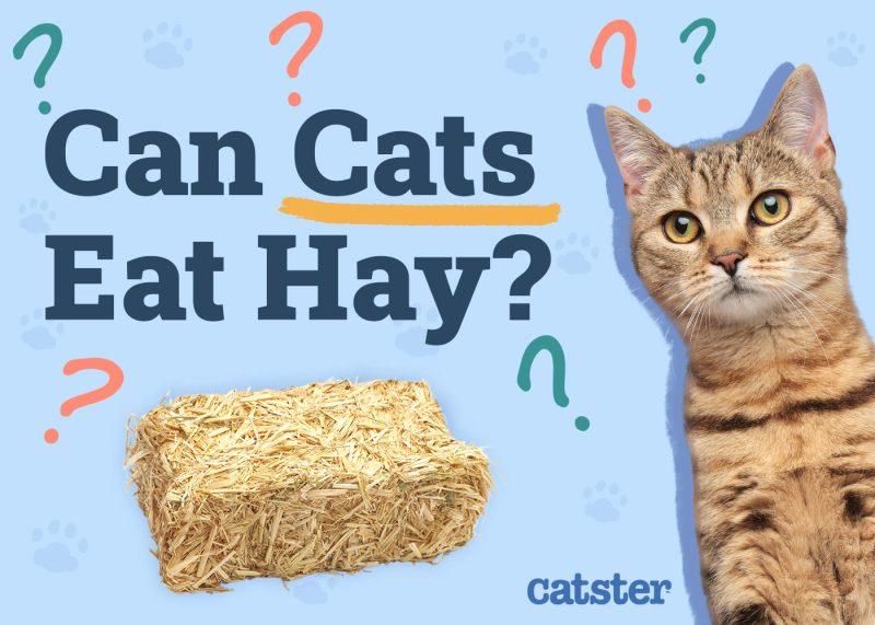 Can Cats Eat Hay