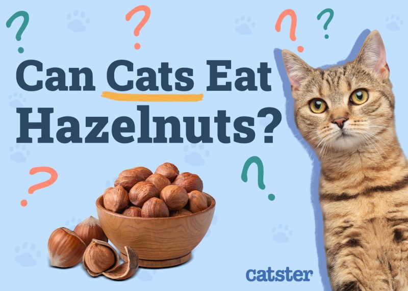 Can Cats Eat Hazelnuts