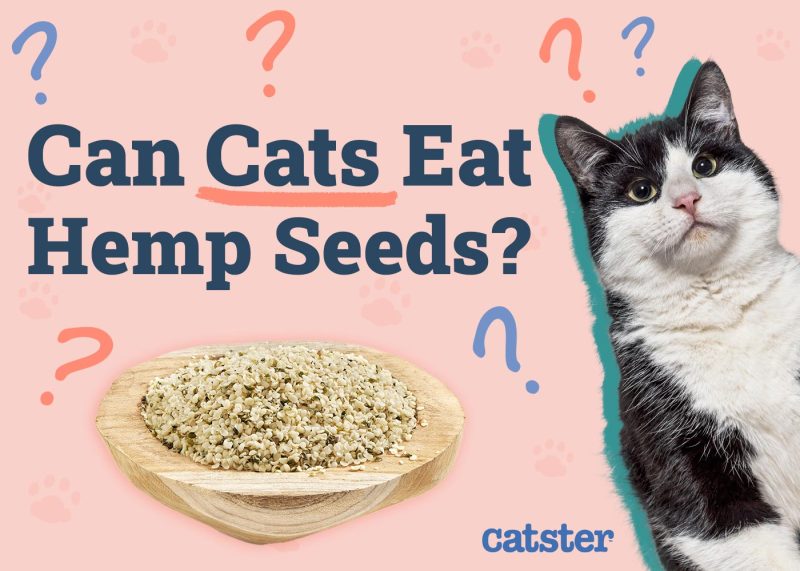 Can Cats Eat Hemp Seeds