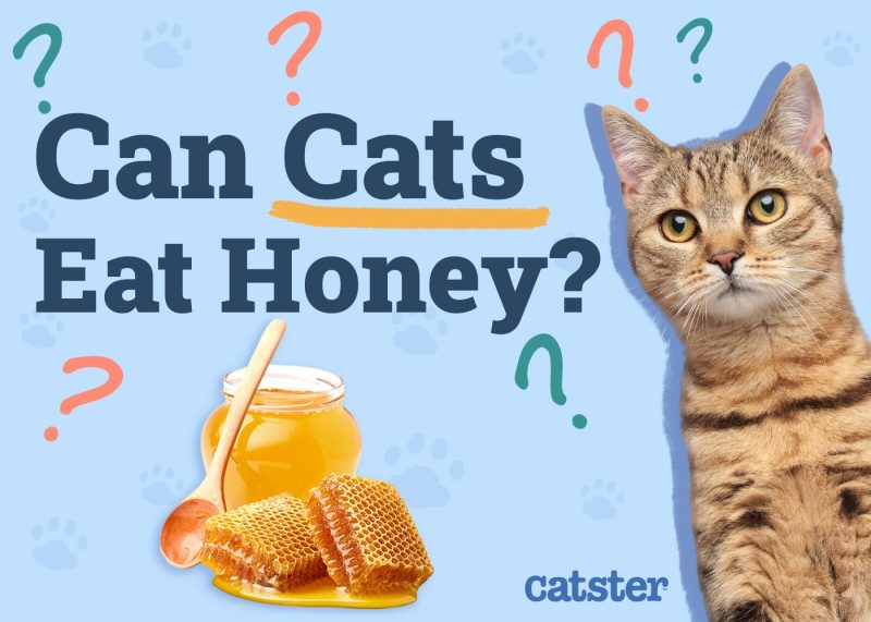 Can Cats Eat Honey