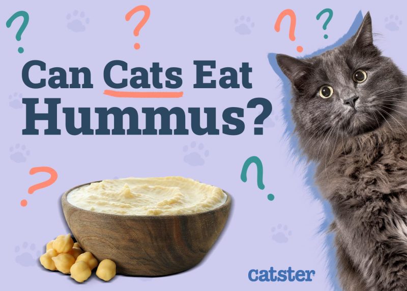 Can Cats Eat Hummus Vet Reviewed Nutrition and Safety Facts Catster