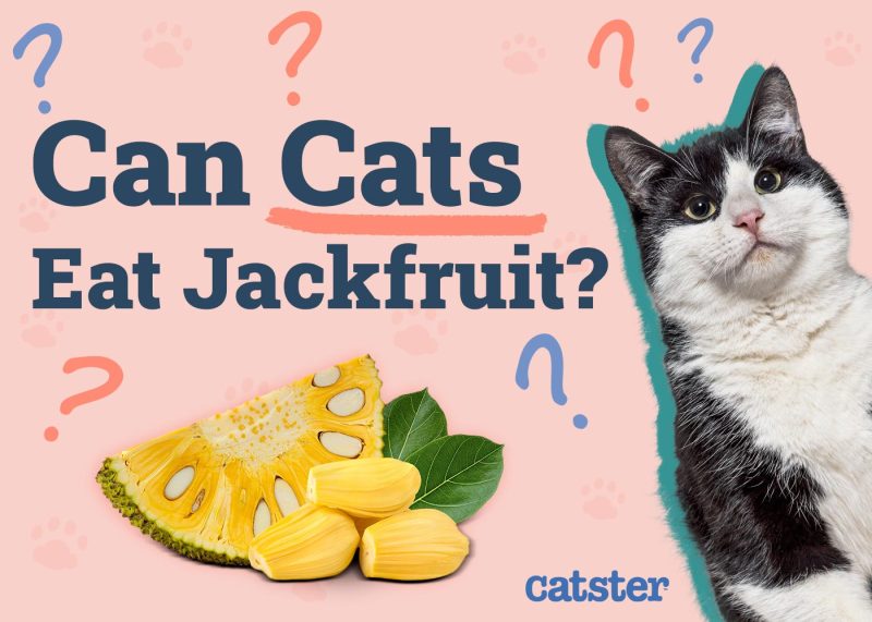 Can cats eat fruit snacks online