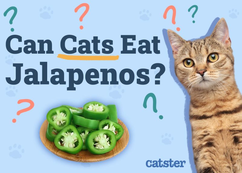 Can Cats Eat Jalapeños