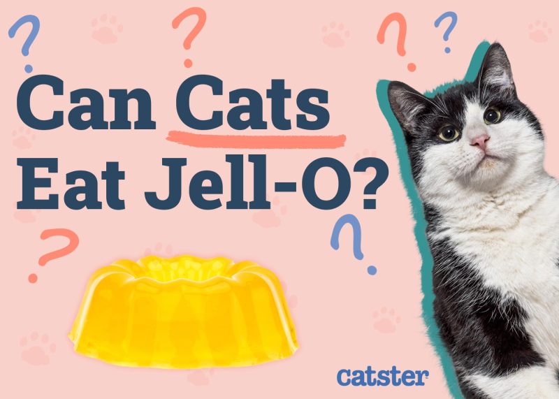 Can Cats Eat Jell-O