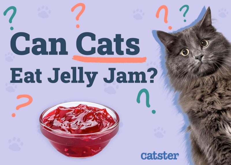 Can Cats Eat Jelly (Jam)