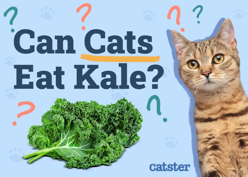 Can Cats Eat Kale