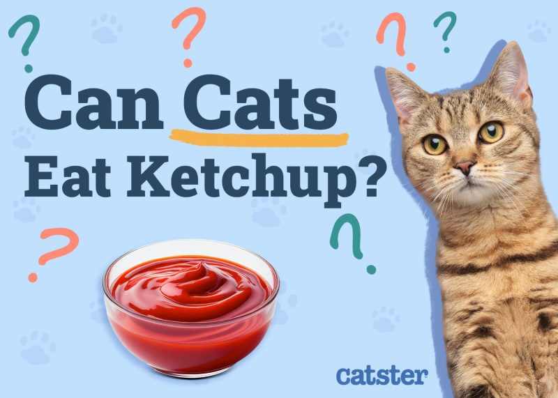 Can Cats Eat Ketchup