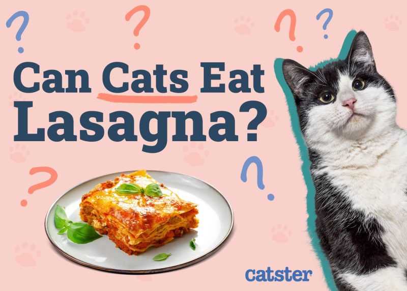 Can Cats Eat Lasagna