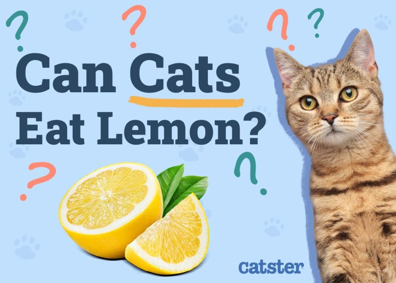 Can Cats Eat Lemon