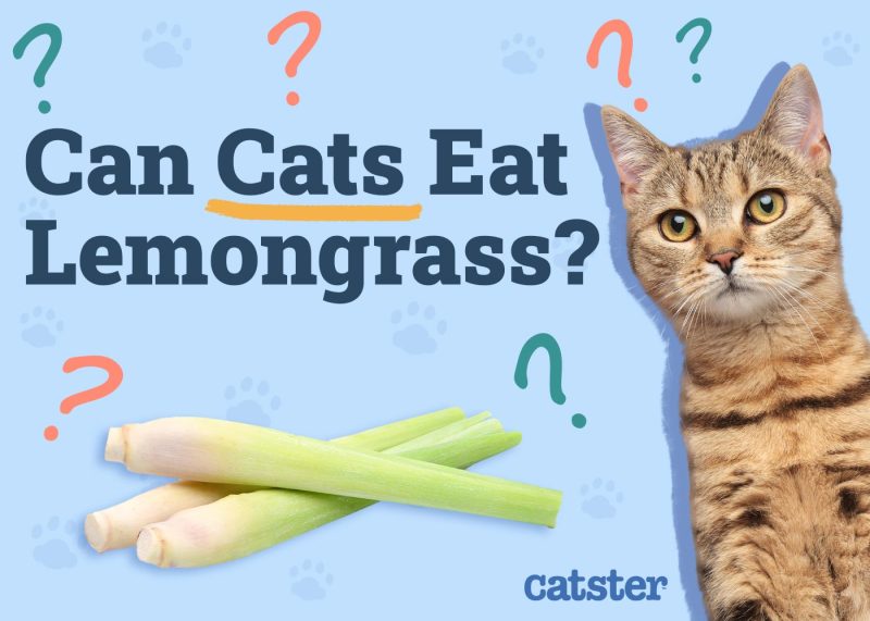 Can Cats Eat Lemongrass