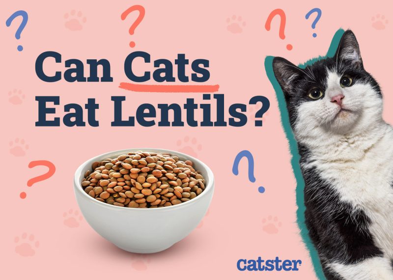Catster_Can Cats Eat Lentils_v1_Dec 3 2024
