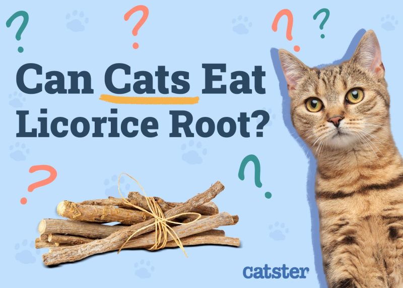 Can Cats Eat Licorice Root