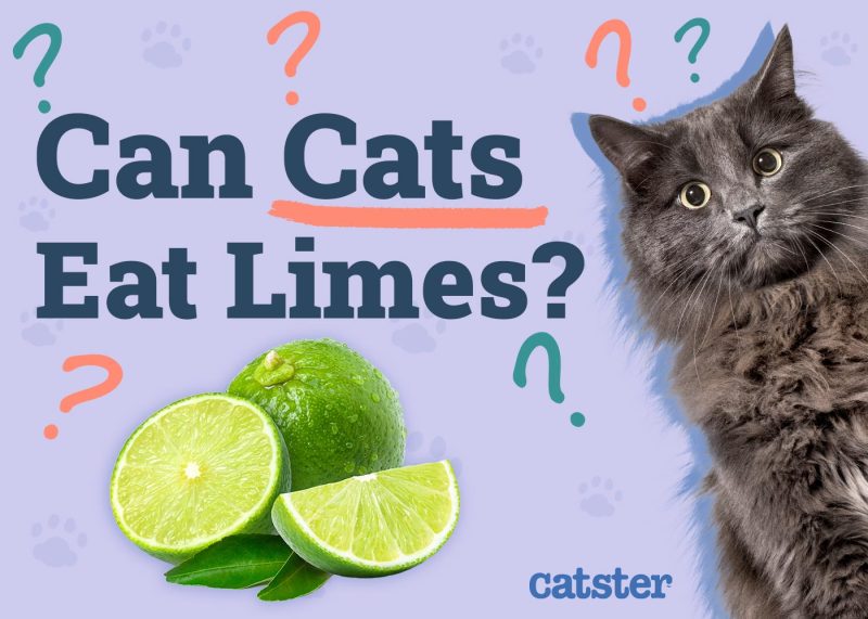 Can Cats Eat Limes