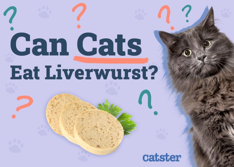 Can Cats Eat Liverwurst