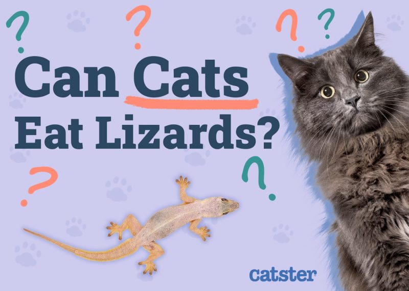 Can Cats Eat Lizards