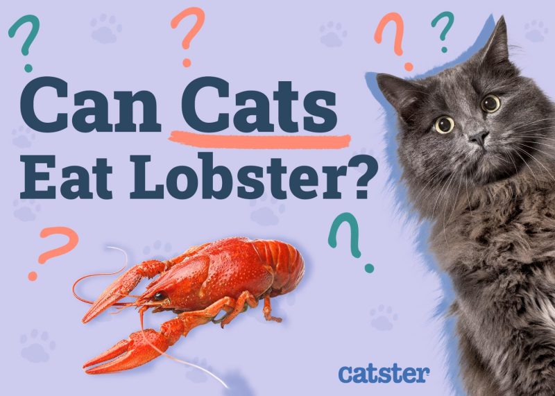 Can Cats Eat Lobster