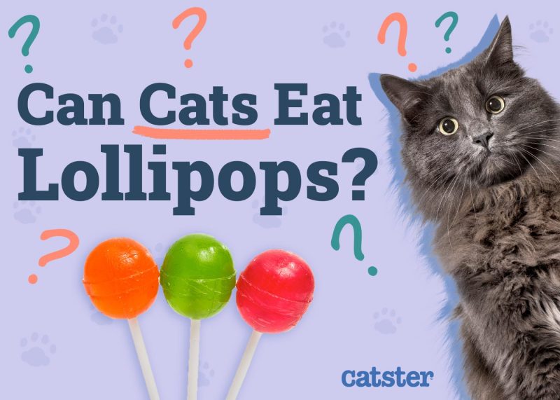 Can Cats Eat Lollipops