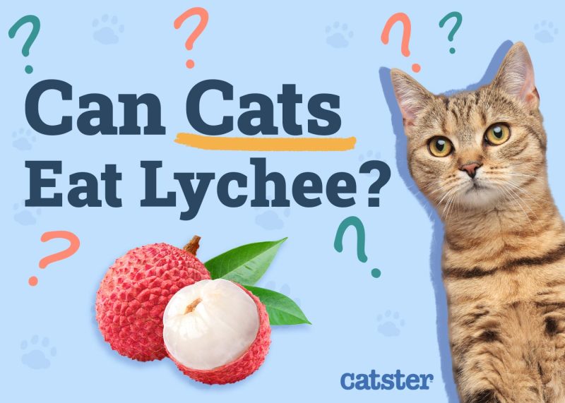 Can Cats Eat Lychee