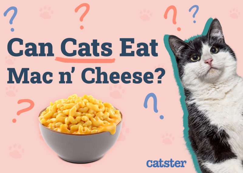 Can Cats Eat Mac & Cheese