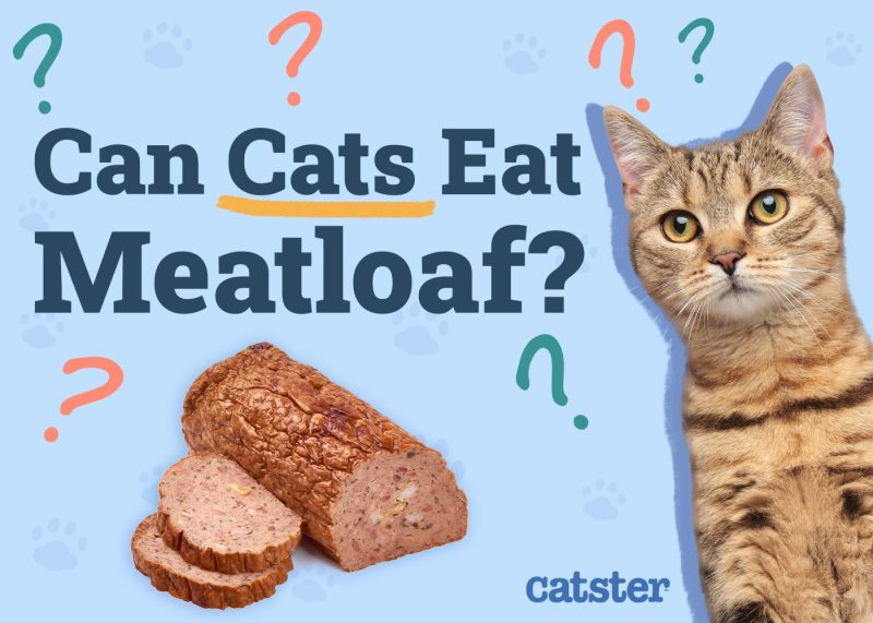 Can Cats Eat Meatloaf