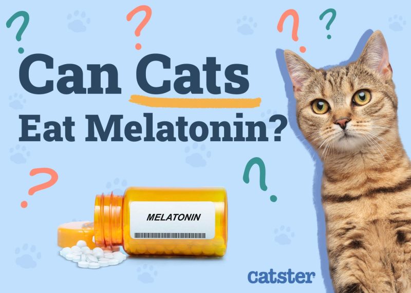 Can Cats Eat Melatonin