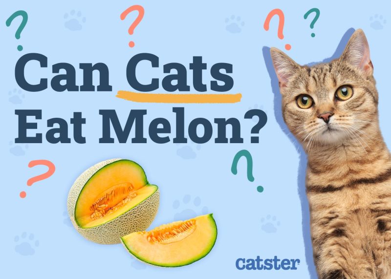 Can Cats Eat Melon