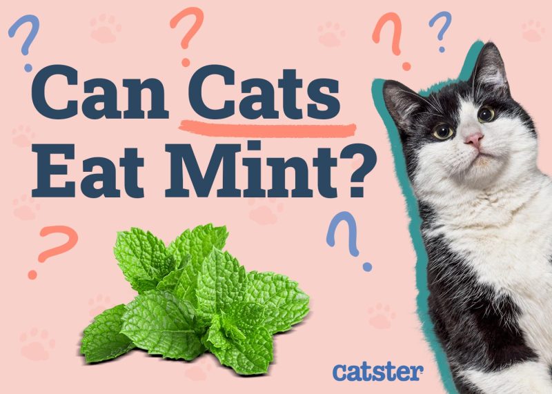 Can Cats Eat Mint Vet Verified Facts Advice Catster