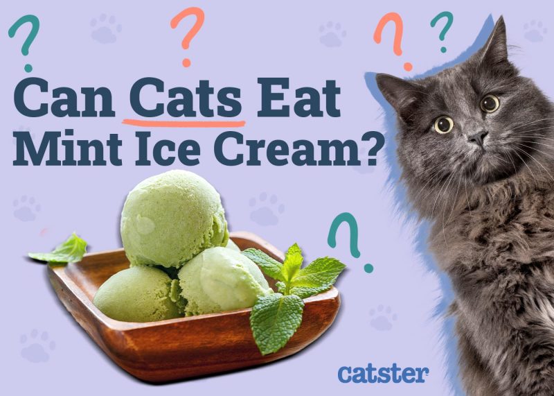Can Cats Eat Mint Ice Cream