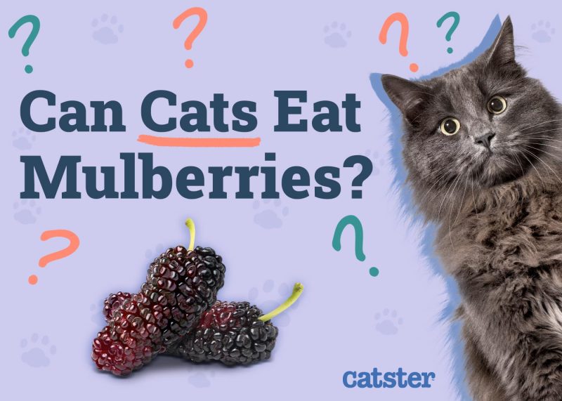 Can Cats Eat Mulberries