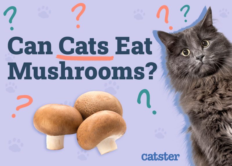 Can Cats Eat Mushrooms