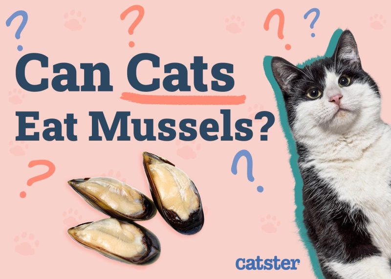 Can Cats Eat Mussels