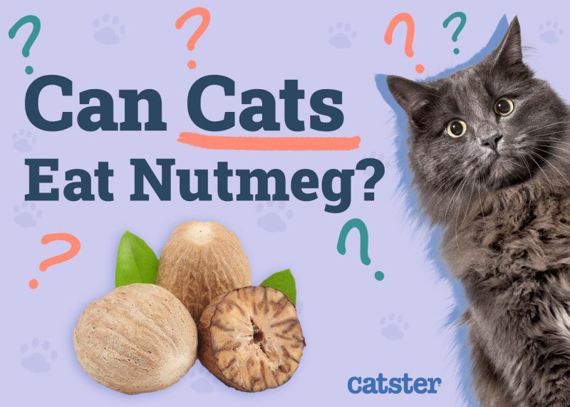 Can Cats Eat Nutmeg