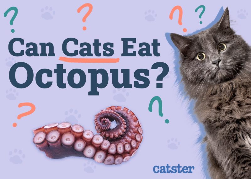 Can Cats Eat Octopus